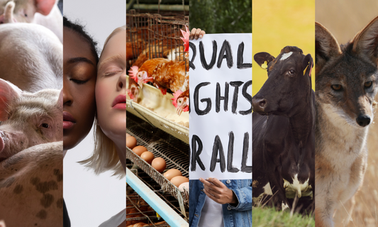 Intersectionality and the Rights of All Animals