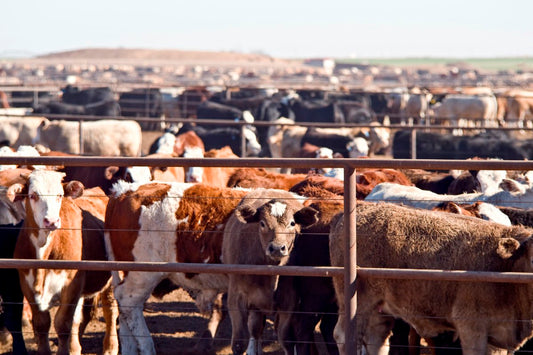 8 Facts the Meat Industry Doesn’t Want You to Know